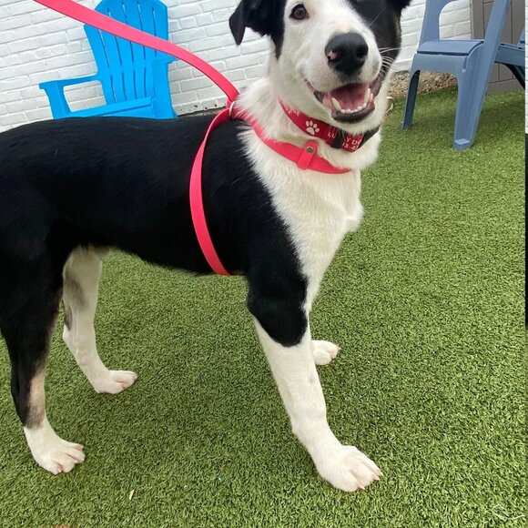 5' Biothane Convertible Slip Dog Leash No Pull Harness or Head Halter 1/2" wide - Picture 7 of 8